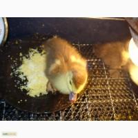 Продам утят индоутки, яйца,молодых селезней на племя