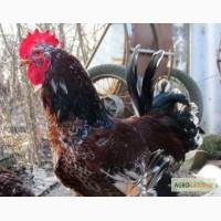 Инкубационное яйцо ливенских ситцевых кур