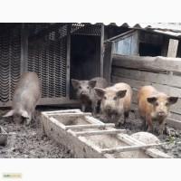 Продам поросят Мангал Чернигов и область