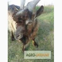 Продам козла производителя альпийской породы
