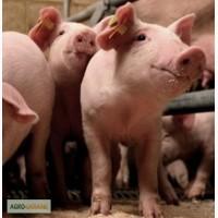 Поросята елітної м ясної породи Йоркшир