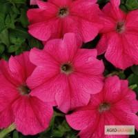 Продам семена петунии Мистрал темно-розовая F1