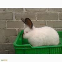 Продам кролики племеные калифорнийские