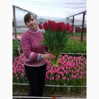 Продам Тюльпан голландский
