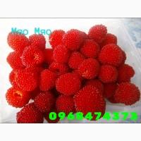 Продам Саженцы Малины Мяо Мяо