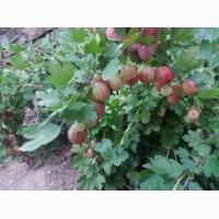 Продам агрус