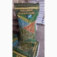 Продам семена Овсяница луговая