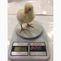 Мастер грей Мясо-яичный кросс из Венгрии. Выход от 80% цена 13 грн