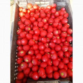 Продам тепличный редис мелким оптом