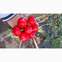 Продам тепличный редис мелким оптом