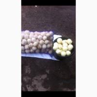 Продам лук, чищенный. Колибр 5-9