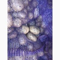 Продам картофель