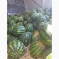 Продам кавун в Тальному, Продюсер, ОПТ