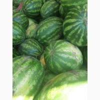 Продам кавун в Тальному, Продюсер, ОПТ