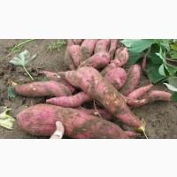 Продам Батат сорт Винницкий розовый и Перпл