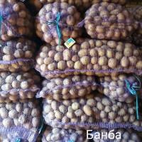 Продам насіннєву картоплю
