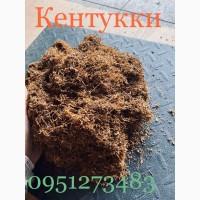 Табак Кентуки (Польща)
