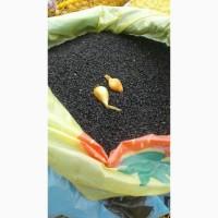Продам чорнушку