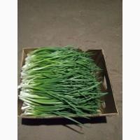 Продам зелену цибулю