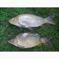 Куплю живую рыбу