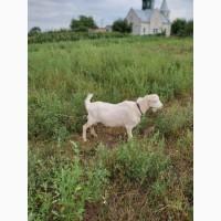 Продам племенного козла