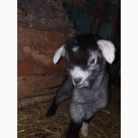 Продам козу та молоде козеня безроге