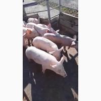 Продам поросят, весом 10-15 кг. Оптовые продажи
