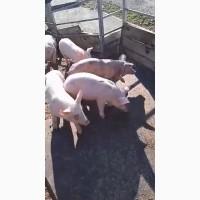 Продам поросят, весом 10-15 кг. Оптовые продажи