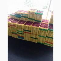 Продам готовый бизнес. Плантация малины 2га