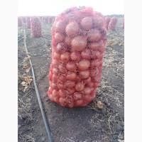 Продам лук, хороший сухой