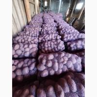 Продам картоплю Белла роса та іншу.100 т