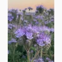 Продам СИНЯК, Фацелію, Буркун (Доннік) та інші медоноси