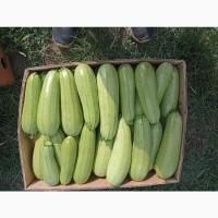 Продам товарний кабачок, вищого гатунку, сорт Марсела
