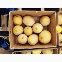 Продам диню. Сорт мазін