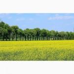 Наша компанія постійно закуповує Ріпак по всей території України