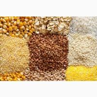 ТОВ ФЛЕТВАЙТ Закуповує Крупи :гречка, пшеничка, ячка, перлівка, кукурудза, пшоно, горох