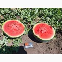 Продаю стиглі кавуни і дині