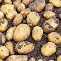 Купимо картоплю з дефектами для потреб соціальних установ від 10 т