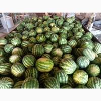 Продам кавун 5-10 кг, 3.5 тони Вінниця, від 500 кг