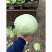 Продам капусту сорт Агресор