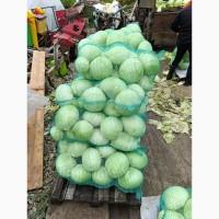 Продам капусту сорт Агресор