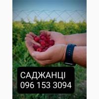Саджанці малини