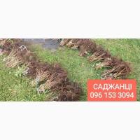 Саджанці малини