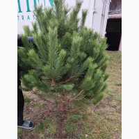 Продам новогодниє сосни живиє оптом