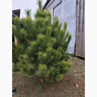 Продам новогодниє сосни живиє оптом