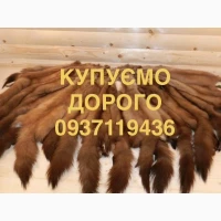 Купуємо шкури куниці дорого шкіри