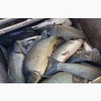 Продам мальок риби:Лящь, короп, платва