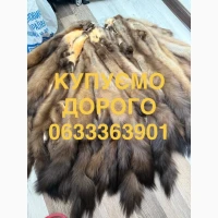 Купуємо купимо шкури куниці бобра кроля