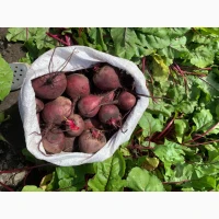Продам молодий буряк