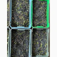 Продам чорницю свіжу